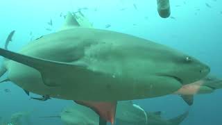 Fiji Shark Beqa Lagoon Oct 2022 V2