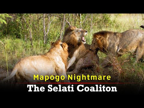 The Rise & Fall of the Selati Lions | The Nightmare of the Mapogos