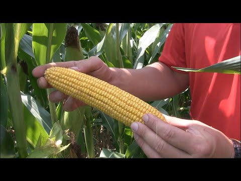 Corn School: The power of proper seed singulation