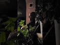 bobbing his head because his sleeping so relaxed between my houseplants...