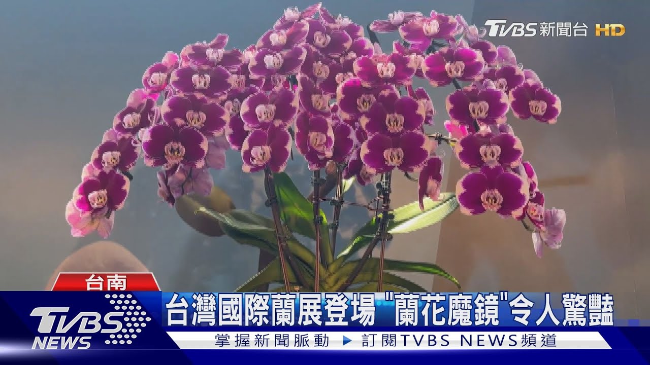 台灣國際蘭展登場! 「蘭花魔鏡」令人驚豔