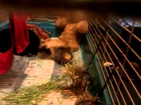 Zuczek na zumbie.3gp