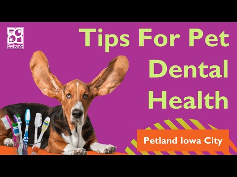 Pet Dental Hygiene Matters