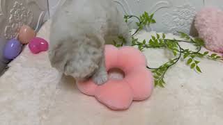 ビションフリーゼの動画01