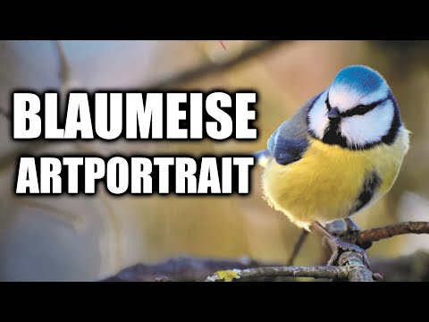 Blaumeise Steckbrief - Stimme, Aussehen, Lebensraum und mehr