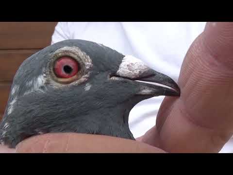 RO 1124804 2024 Vasile Ionut Team Leresti