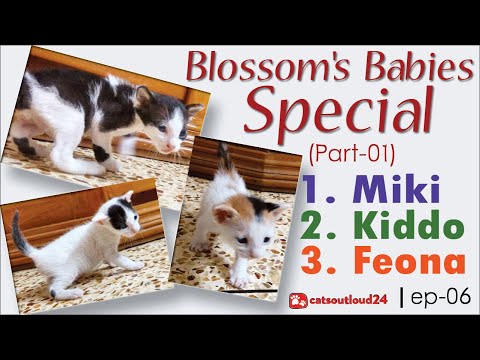 Blossom's Babies Special [Part-01] - Kiddo, Feona & Miki | ep-06 | Funny Cat Videos  | catsoutloud24