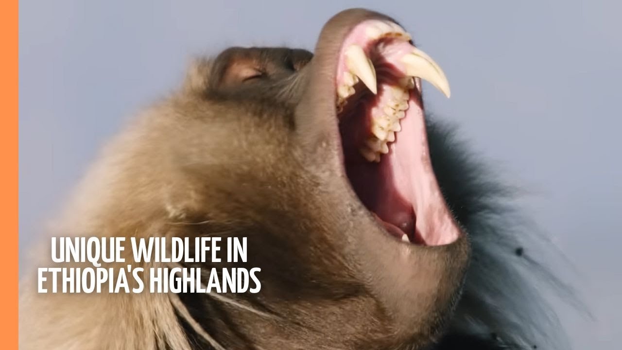 Amazing Africa - Unique Wildlife in Ethiopia's Highlands