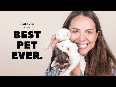 , title : 'Why Ferrets are Best : Pros of Ferrets as Pets'