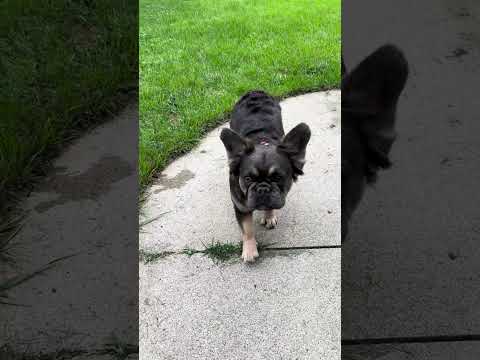 Video 1