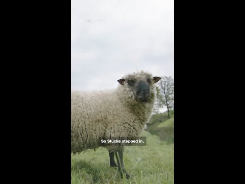 Meet the first flock of gay sheep