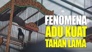 Download lagu Kacer FENOMENA Adu Kuat TAHAN LAMA Nagen NGEROL NEMBAK Lawan mp3