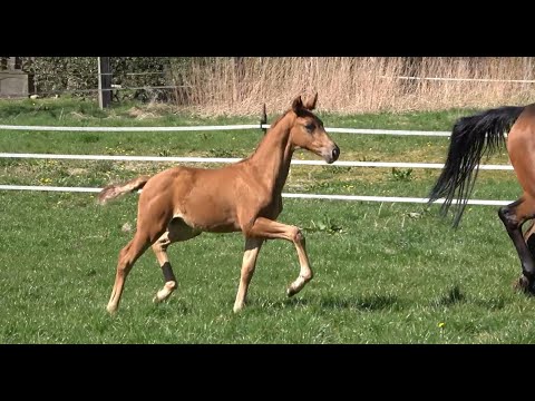 *2022 Stute von Von und Zu - Heinrich Heine SOLD!!!