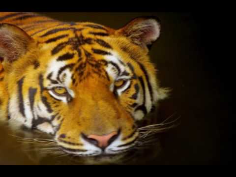 [KARAOKE HD] Đường Về Thanh Hóa - Beat full