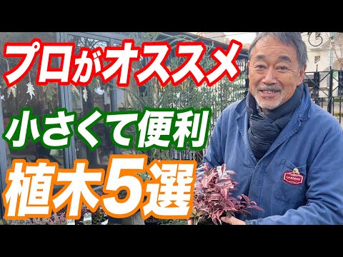 初霜から庭を守るための効果的で安価な 4 つの方法!  庭園