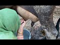 Cow Milking By Hand Long Time Milking Full Length Milking
