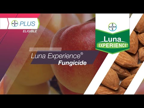 250ml Bayer Luna Experience Systemic Fungicide