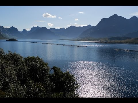 Why is All Farmed Salmon a Scam