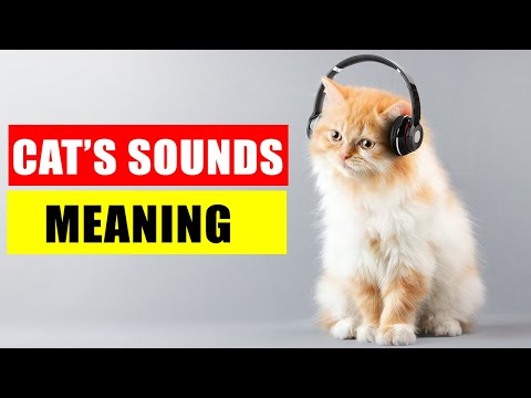 8 Sounds Cats Make and Their Meanings - Understand Your Cat Better