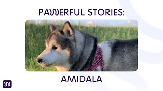 Download lagu PAWerful Stories: AMIDALA mp3 Download lagu PAWerful Stories: AMIDALA mp3