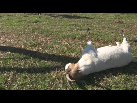 FAINTING GOATS