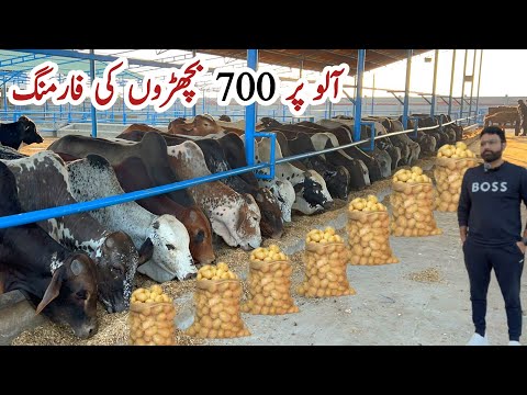 Bachra Farming Business in Pakistan for Qurbani and Fattening ll Alpha Livestock Farm #bachrafarming