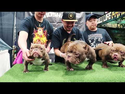 download lagu mp3 mp4 Teacup Bully, download lagu Teacup Bully gratis, unduh video klip Teacup Bully