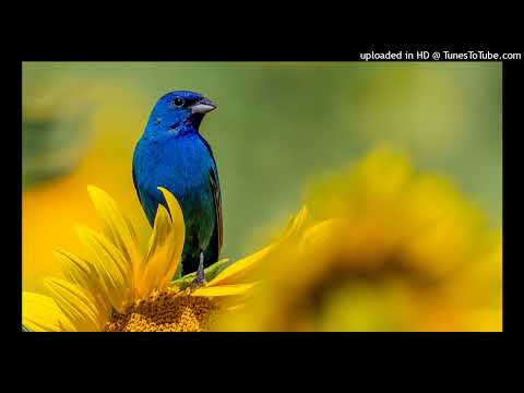 Solesystem & El Aero - Birds (Original Mix)