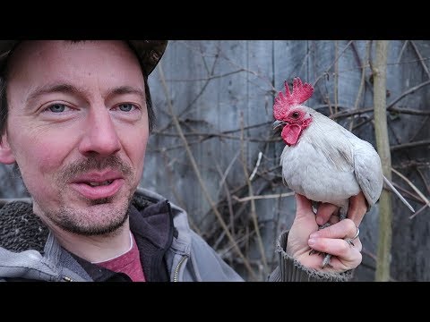 download lagu mp3 mp4 Bantam Rooster, download lagu Bantam Rooster gratis, unduh video klip Bantam Rooster