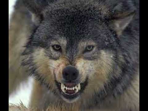Wolf growling sound effect