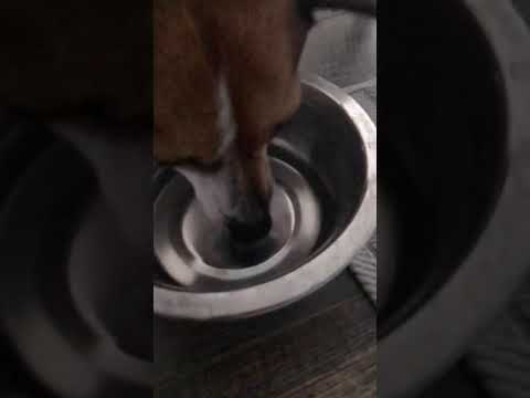 Dog drinking water but it’s in 𝖘𝖑𝖔𝖜 𝖒𝖔𝖙𝖎𝖔𝖓