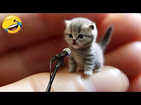 Get ready to laugh non stop with these funny cats and dogs 🤣