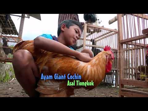 download lagu mp3 mp4 Bolang, download mp3 Bolang free download, download mp3 Bolang
