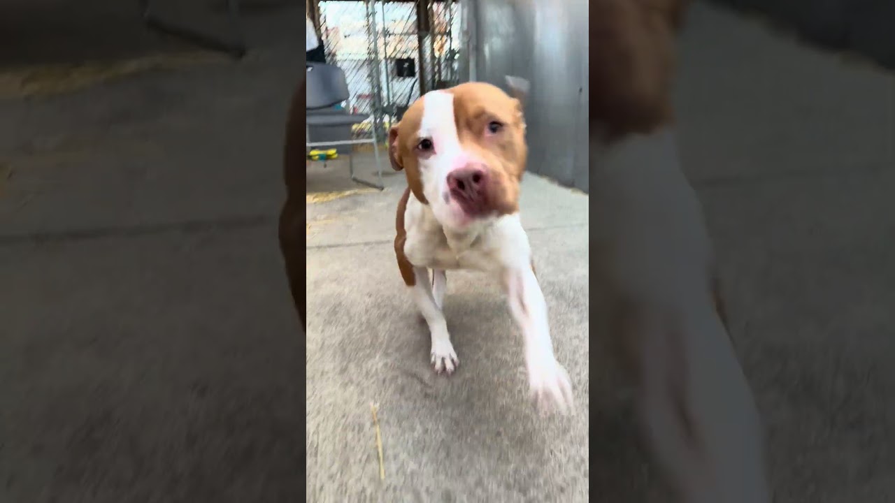 Enlarge Knoxville, a ADOPTABLE Pit Bull Terrier in Chicago, IL video 5/5