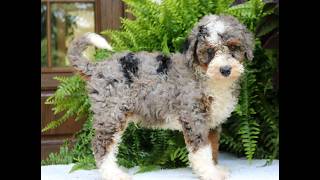 Video preview image #1 Bernedoodle (Miniature) Puppy For Sale in NARVON, PA, USA