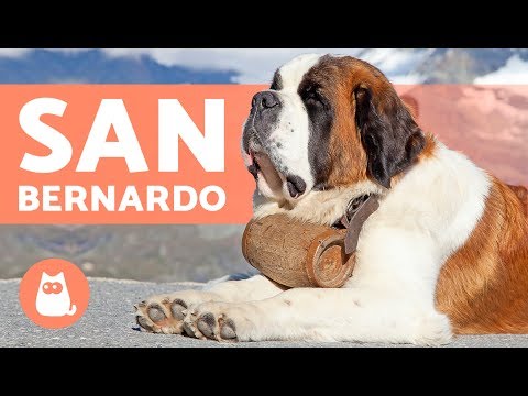 Saint Bernard - GIANT Dogs