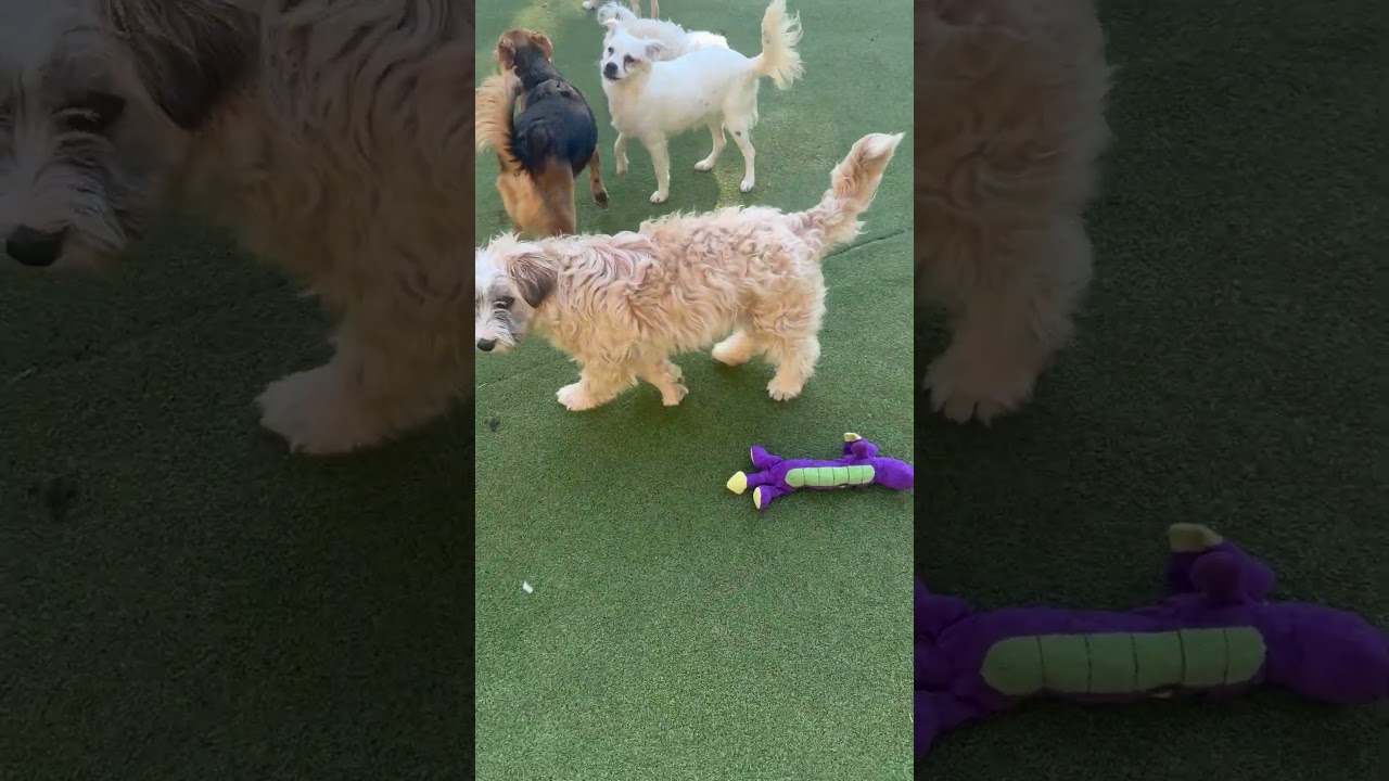 Enlarge Portland, an adopted mixed breed in staunton, VA video 2/6