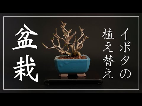 園芸 イボタノキ