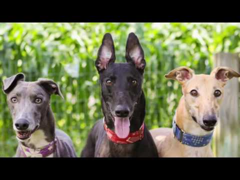 SECRET SANTA! Dog.com gives back to Greyhound Pets of America - Canada chapter!