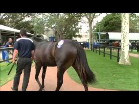 Tale Of The Cat - Hot Ticket colt paraded before entering the sale ring