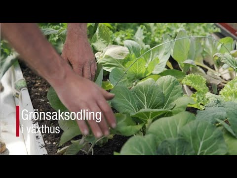 Grönsaksodling växthus