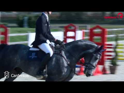 Hengstvorführung Mai 2021 | Cardentos