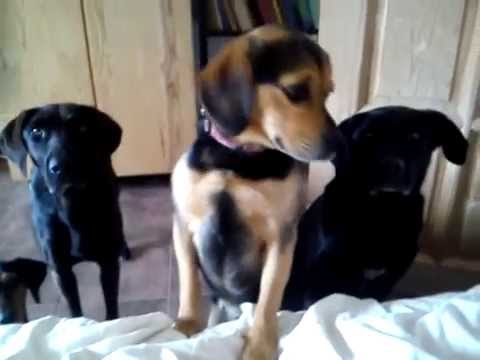 ez aztán a ritmusérzék!:D