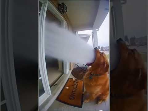 dog shoot water at old lady ai