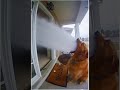 dog shoot water at old lady ai