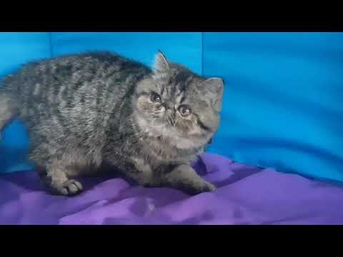 20221213 130954 4548133045593047 Tiara