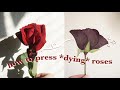 How To Press Dying Roses Fast Easy A FREEBIE To Help You Press Flowers