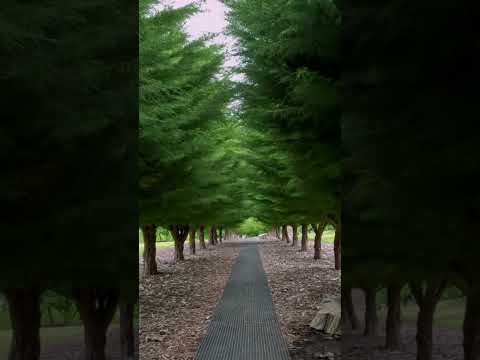 Like a Canvas - Soldier Memorial Avenue - Port Arthur - TAS - 4K