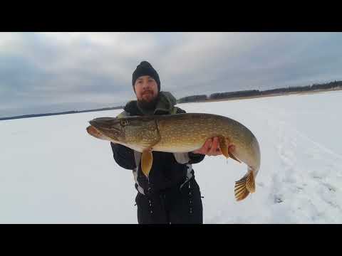 Suurhauki 60 sekunnissa | Ismete | Kalastus | Pilkintä | Hauenkalastus