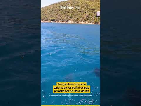 EMOÇÃO TOMA CONTA DE TURISTAS AO VER GOLFINHOS PELA PRIMEIRA VEZ NO LITORAL DO RIO